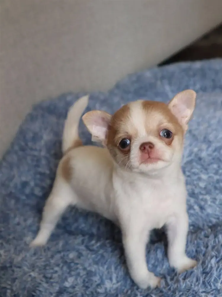 Fawn and white smooth coat Chihuahua puppy standing on a blue blanket