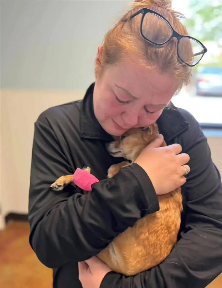 Woman with glasses on her head hugging a fawn Chihuahua