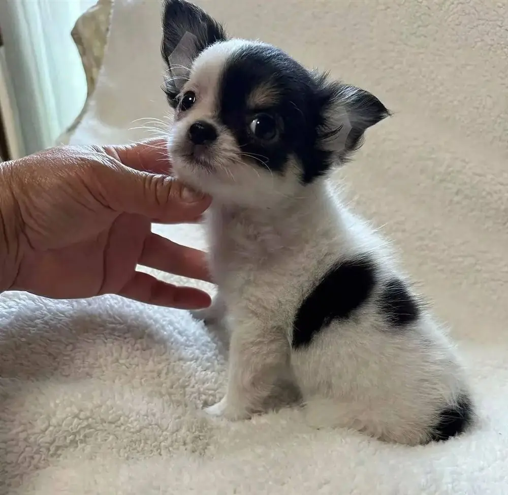 Black and white long coat Chihuahua puppy sitting on a white blanket with a hand under its chin