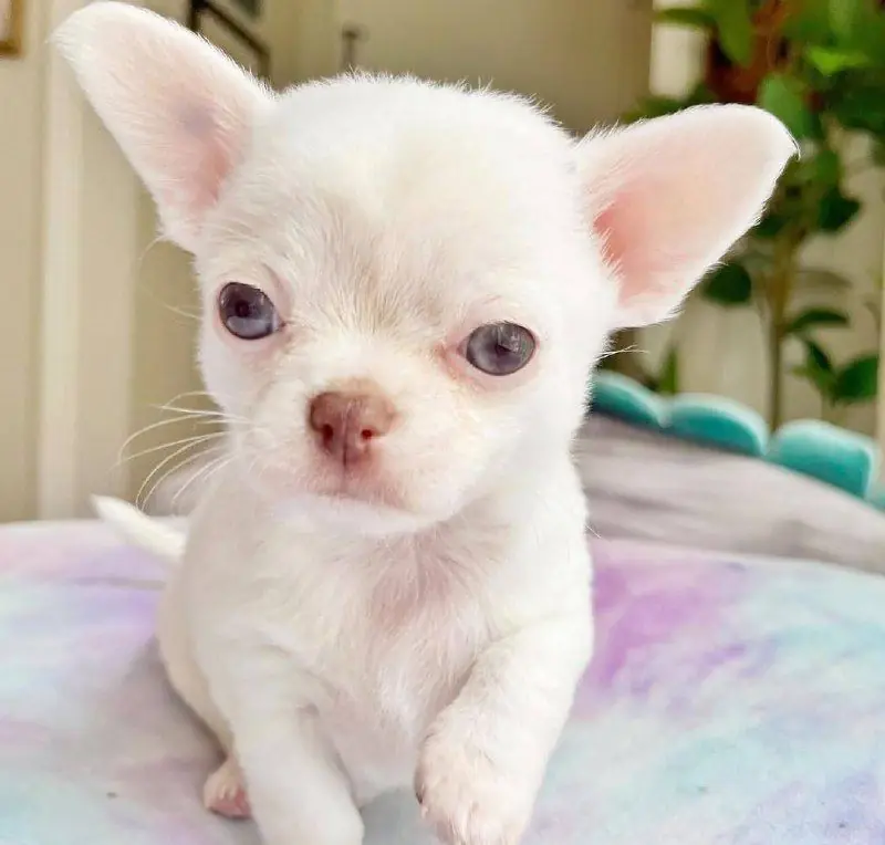 White smooth coat Chihuahua puppy with blue eyes and large ears lying on a purple blanket